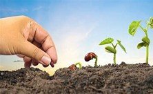 SOW NOW…