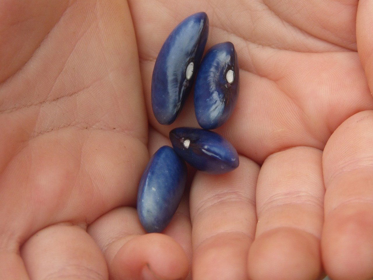 Sow A Good Seed, Everybody!